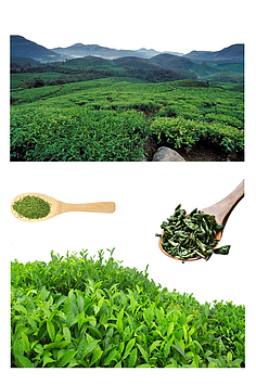 茶樹葉