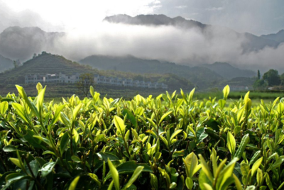 中國(guó)茶文化,如何打造成功的田園綜合體?