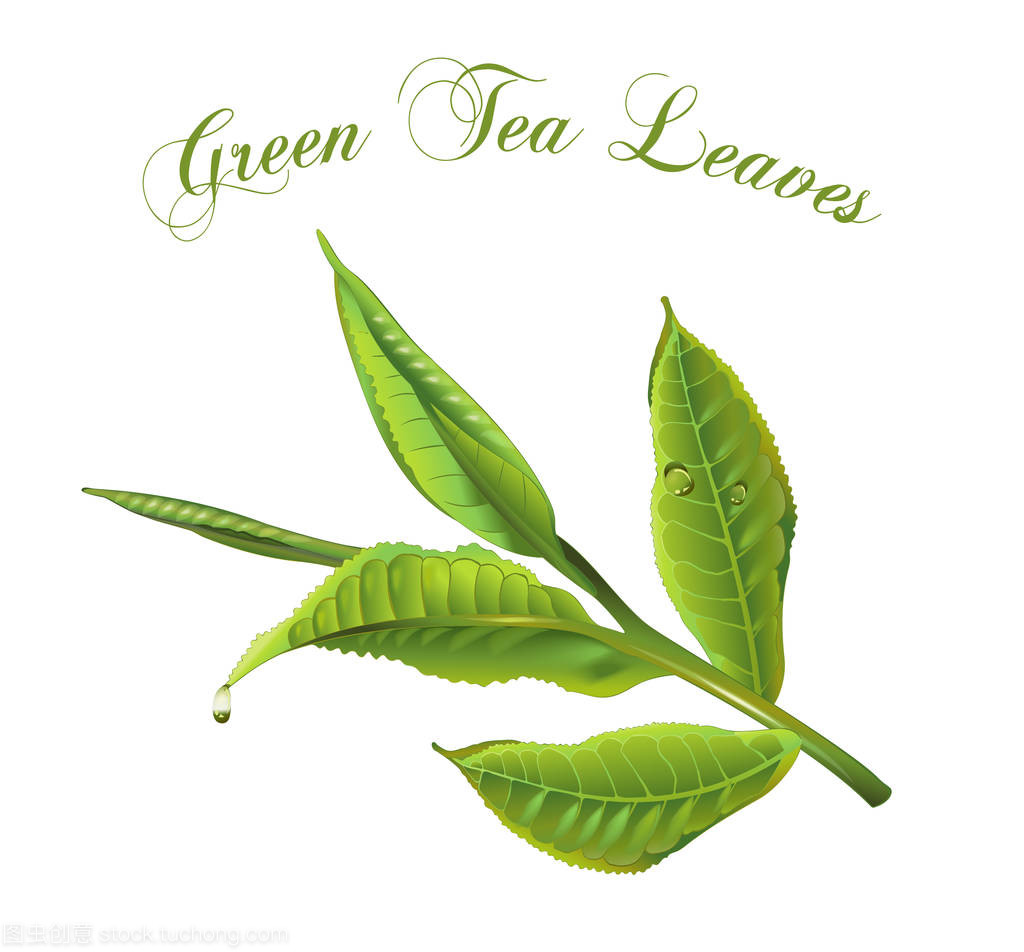 綠茶葉