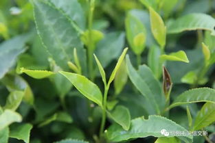 兩岸媒體 姓氏尋根 聯(lián)合采訪團走進(jìn)文新茶村